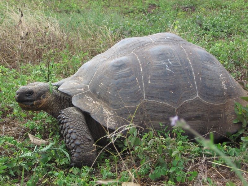 tortoise